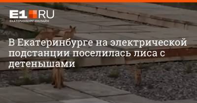 В Екатеринбурге на электрической подстанции поселилась лиса с детенышами