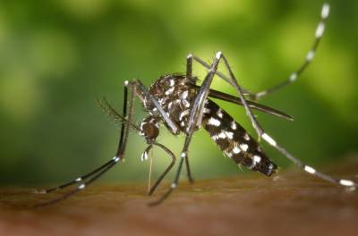 Устройства от комаров: какие стоит купить на Aliexpress