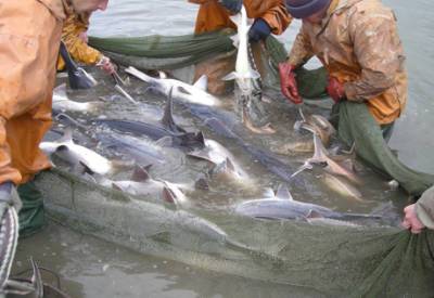 ГПС Азербайджана и SOCAR распространили совместную информацию о незаконной ловле рыбы на Нефтяных Камнях