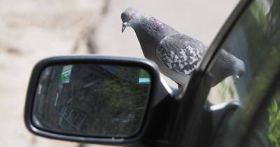 Авто и голуби: как отмыть машину и не отодрать краску