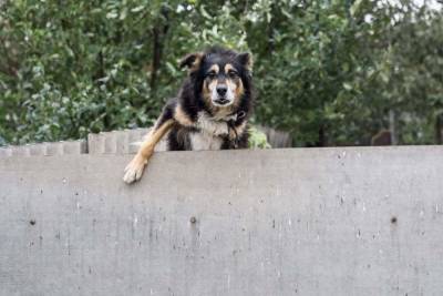 Бешеная домашняя собака укусила хозяина в Волгоградской области