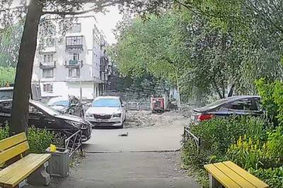 В Петербурге водитель насмерть переехал котенка, выпавшего из-под капота машины