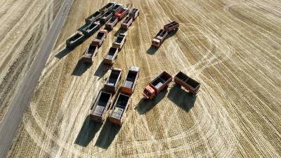Пошлина на экспорт пшеницы из РФ с 30 июня составит $41,3 за т