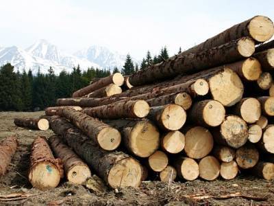 В России возникла значительная нехватка древесины для строительства домов