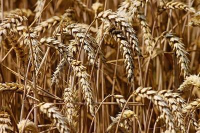 В Краснодаре с первого июля начнётся уборка озимой пшеницы