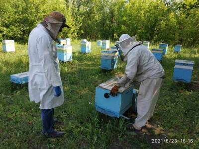 Массовый мор пчел, теперь и в Плодовом. Ветеринары ведут расследование