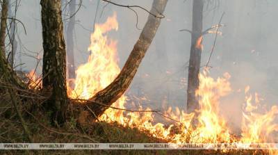 Крупный лесной пожар ликвидируют в Чечерском районе