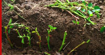 Зеленое черенкование: когда и как правильно размножать им садовые растения