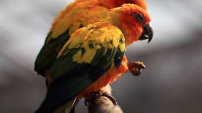 Попугай-копилка: птица съела 21 бриллиант из украшения хозяйки