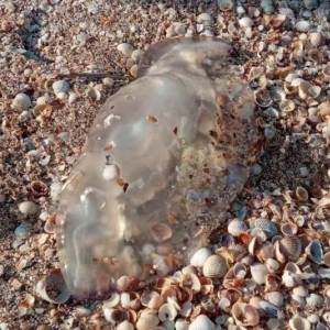 В Кирилловке появились медузы. Фотофакт