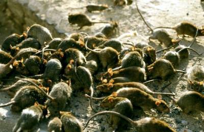 Миллиарды мышей атакуют жилые дома! Людям негде прятаться от новой угрозы
