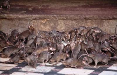 Такого вы не могли даже представить: миллиарды мышей атакуют жилые дома