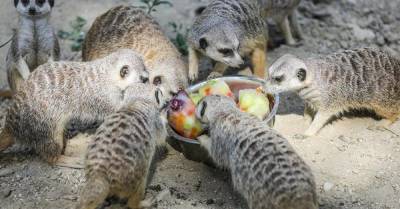 #мимимидня: пухлые сурикаты едят замороженные фрукты в жару — и мы их понимаем
