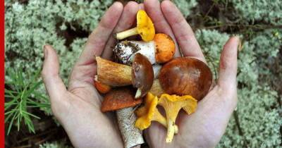 Ложное сходство: как отличить съедобные грибы от несъедобных и ядовитых двойников