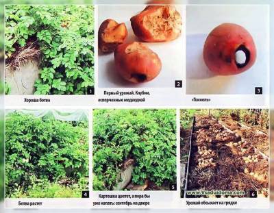 Выращивание картофеля – мои отзывы об «альтернативных способах» и экспериментах с картошкой (г.Орел)
