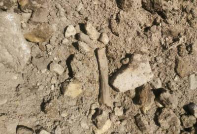 Под Тосно, где ранее проводилась «стройка на костях», обнаружили останки 80 человек