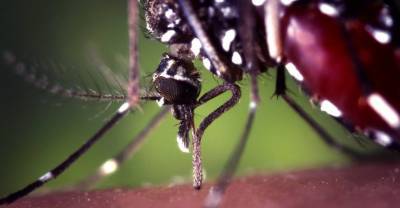60-летний житель США подхватил редкий вирус после укуса комара