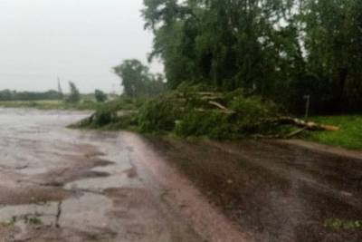 Трасса Великие Луки – Невель оказалась заблокирована из-за поваленных деревьев