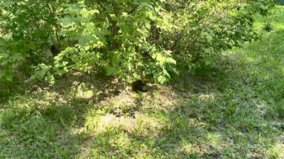 В Пензе на улице Минской неизвестные убили котенка