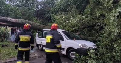 Пожары и вырванные с корнем деревья: непогода добралась до Ровенской области