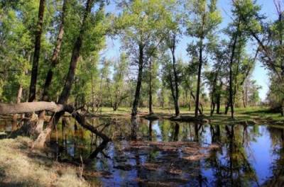 Представители природоохранных ведомств России дают добро на вырубку реликтовых лесов
