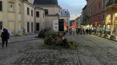 В старом районе Львова ветер повалил дерево, перегородив проезд трамваям и авто