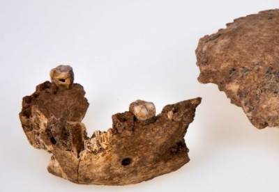 В Израиле нашли фрагменты черепа древнего человека