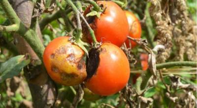 От фитофторы томатов помогает сено