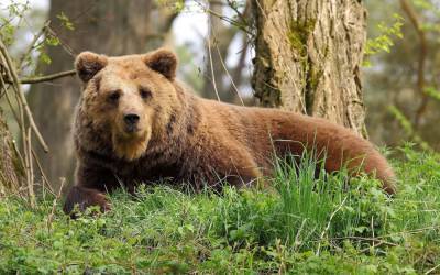 В Новосибирской области к посёлку вышел медведь
