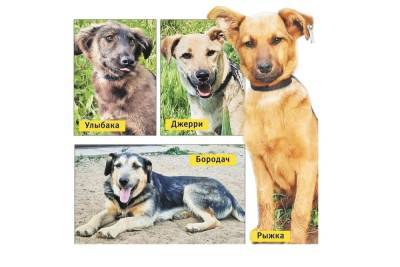 Волгоградские волонтеры ищут новый дом для четырех собак