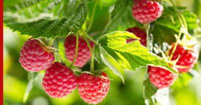 Как увеличить урожайность малины: одна хитрость позволит собирать ягоду ящиками