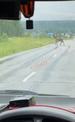 Кемеровчане сняли на видео лося, вышедшего на дорогу