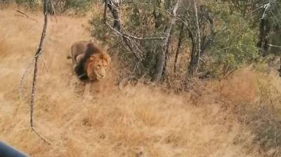 Игра в догонялки между львом и леопардом попала на видео в ЮАР