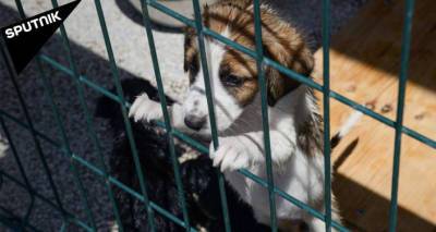 Приют для собак Тамаза Элизбарашвили в Тбилиси прекращает работу – видео