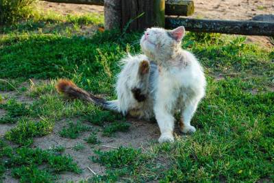 В Смоленске нашли следы расправы над дворовыми кошками