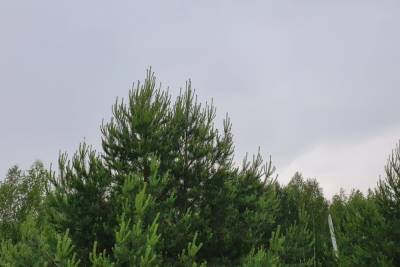 26 июня в Рязанской области объявили метеопредупреждение из-за грозы