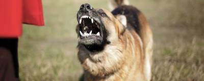 Ученые назвали самые агрессивные породы собак