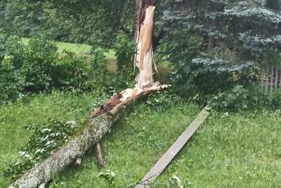 Ураган в Тверской области повалил столбы и деревья, оставив жителей без света