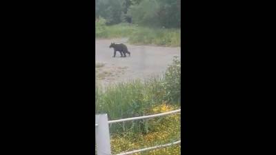 Три медведя пришли в Сокол - sakhalin.info - район Долинский