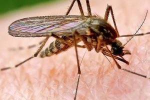 Природа подсказывает: как защититься от комаров без аптечных средств