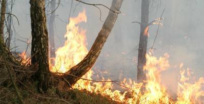 Крупный лесной пожар ликвидируют в Чечерском районе