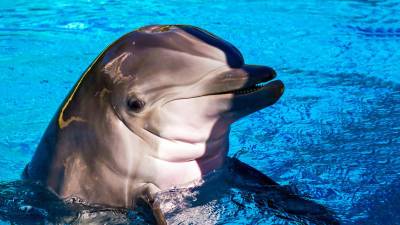 Любовь не малина: женщина из Великобритании оплакивает смерть мужа-дельфина