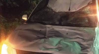 В Чебоксарах лось выбежал на дорогу и погиб под колесами машины