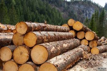 В России закончилась древесина: стоимость деревянного дома выросла на 40%