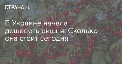 В Украине начала дешеветь вишня. Сколько она стоит сегодня