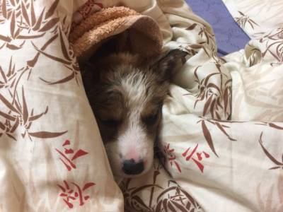 В Сосногорске щенка спасли из бетонного «плена»