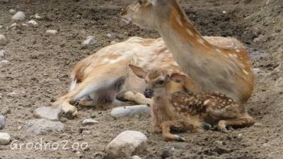 В Гродненском зоопарке у пятнистых оленей родился малыш