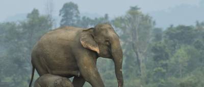 В Великобритании хотят запретить держать слонов в зоопарках