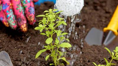 Для урожая и против сорняка: как использовать соду на даче