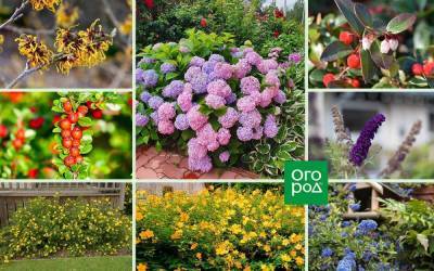 20 необычных кустарников для вашего сада. Часть 1